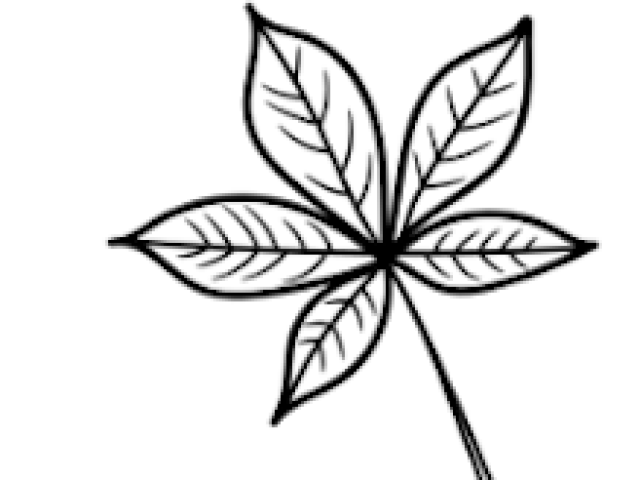 Black Buckeye Leaf