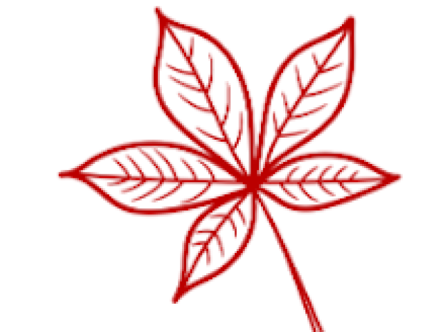 Scarlet Buckeye Leaf